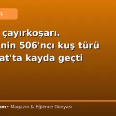 Alaskalı çayırkoşarı. Türkiye’nin 506’ncı kuş türü Manavgat’ta kayda geçti