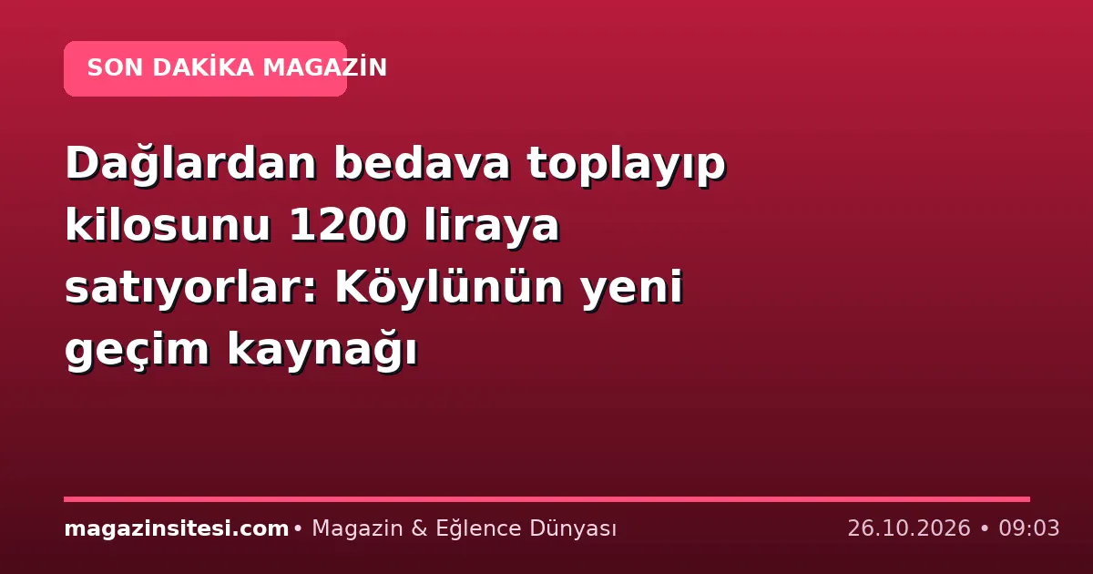 Dağlardan bedava toplayıp kilosunu 1200 liraya satıyorlar: Köylünün yeni geçim kaynağı