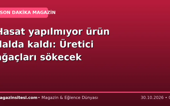 Hasat yapılmıyor ürün dalda kaldı: Üretici ağaçları sökecek