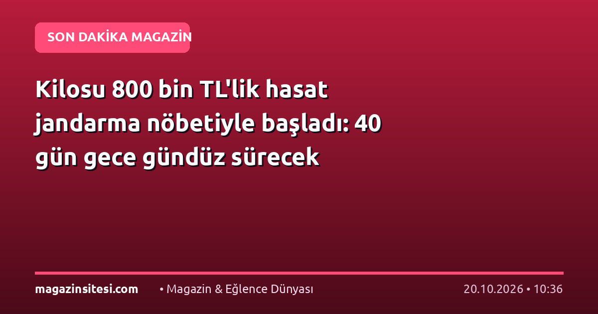 Kilosu 800 bin TL’lik hasat jandarma nöbetiyle başladı: 40 gün gece gündüz sürecek