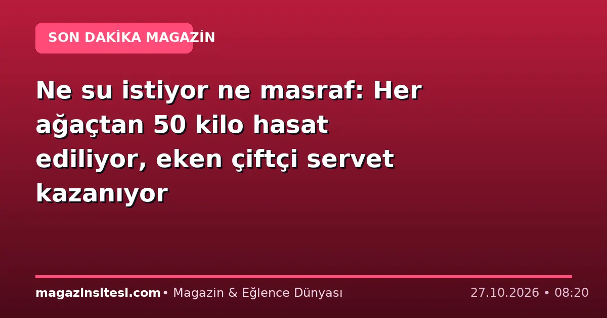 Ne su istiyor ne masraf: Her ağaçtan 50 kilo hasat ediliyor, eken çiftçi servet kazanıyor