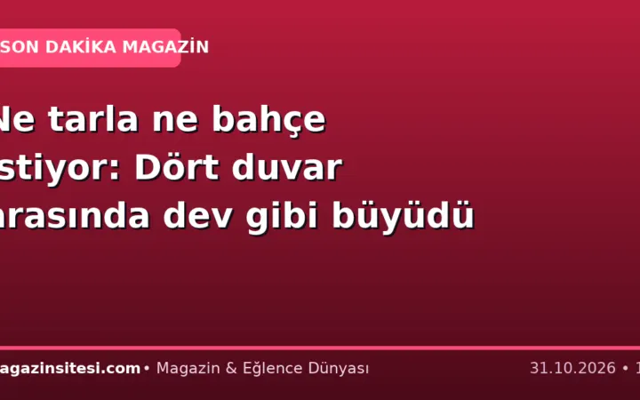 Ne tarla ne bahçe istiyor: Dört duvar arasında dev gibi büyüdü
