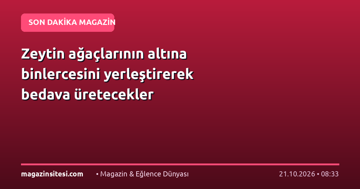 Zeytin ağaçlarının altına binlercesini yerleştirerek bedava üretecekler