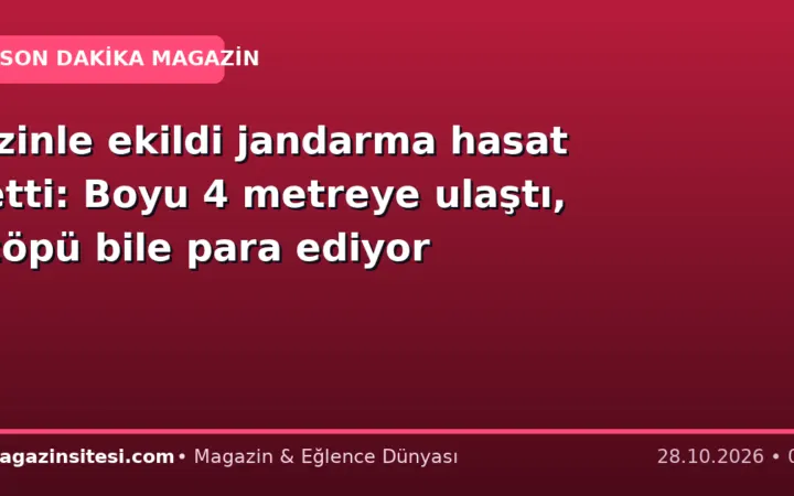 İzinle ekildi jandarma hasat etti: Boyu 4 metreye ulaştı, çöpü bile para ediyor